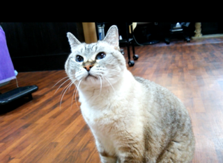 ponpo2.png